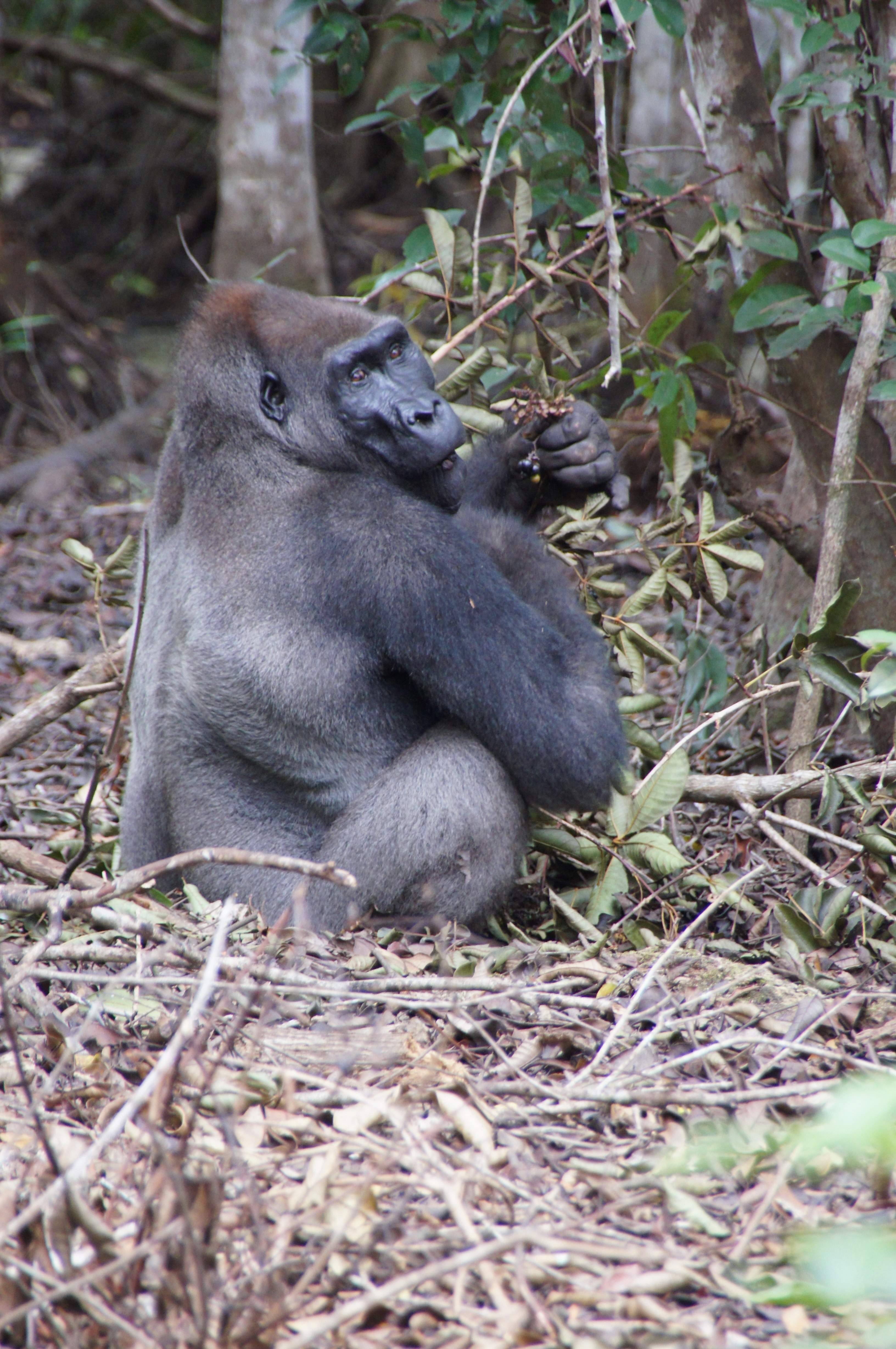 Loango National Park Gabon - zwei Tage Ferien