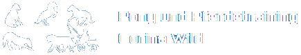 Pony und Pferdetraining Corina Wild