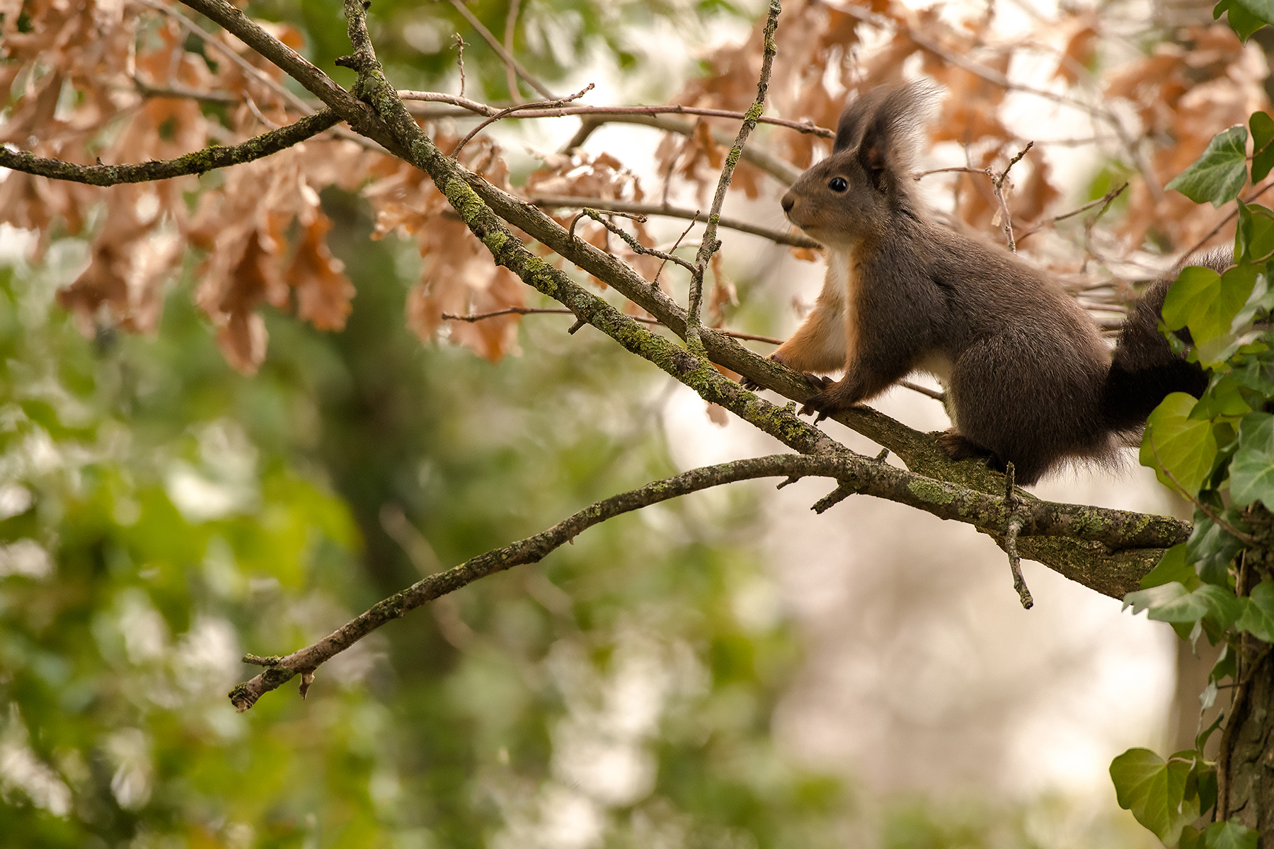 eichhörnchen im baum
