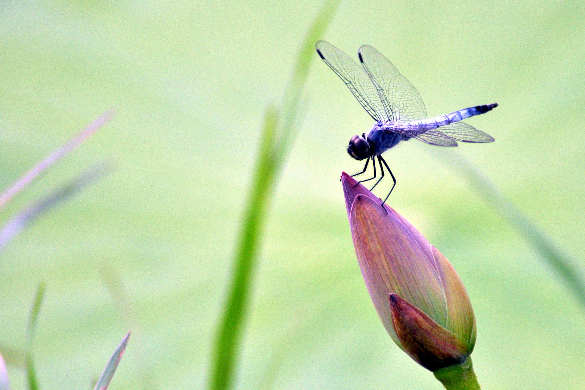 Libelle auf Lotusknospe vor grünem Hintergrund