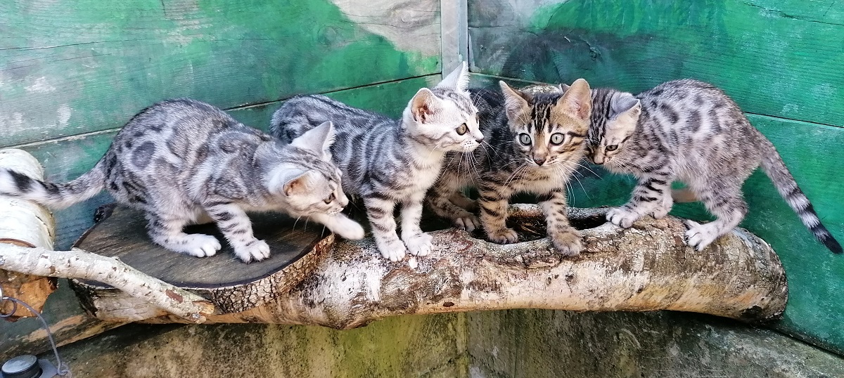 Bangal Kitten